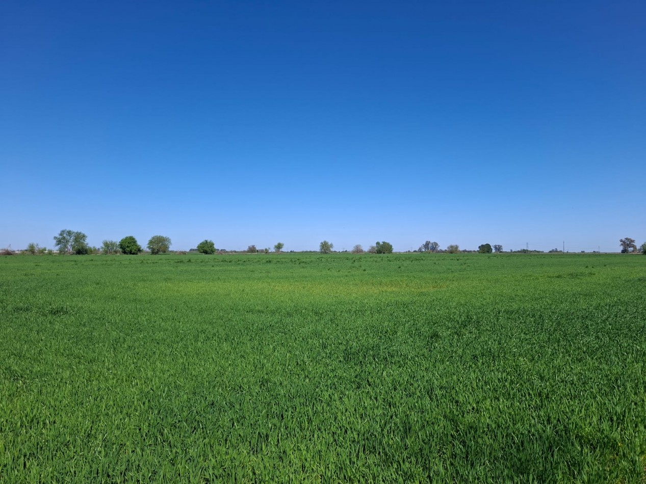 VENTA - CAMPO 8,3 HA. EN BARRANCAS - REF. 199 