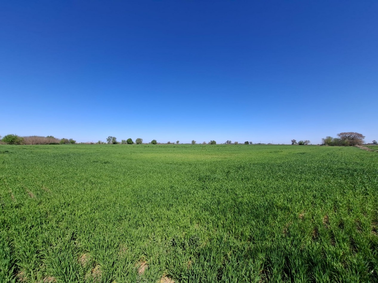 VENTA - CAMPO 8,3 HA. EN BARRANCAS - REF. 199 