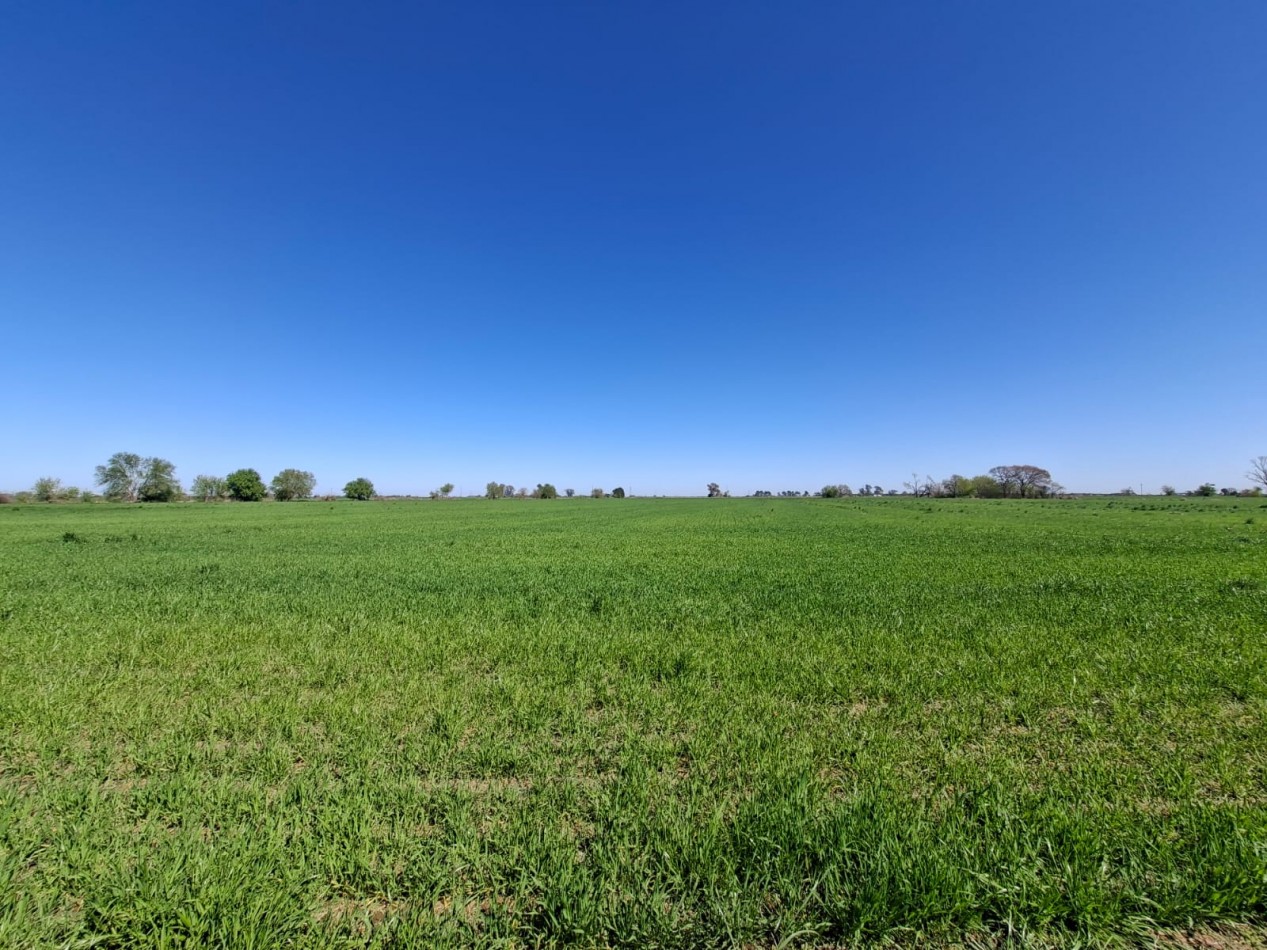 VENTA - CAMPO 8,3 HA. EN BARRANCAS - REF. 199 