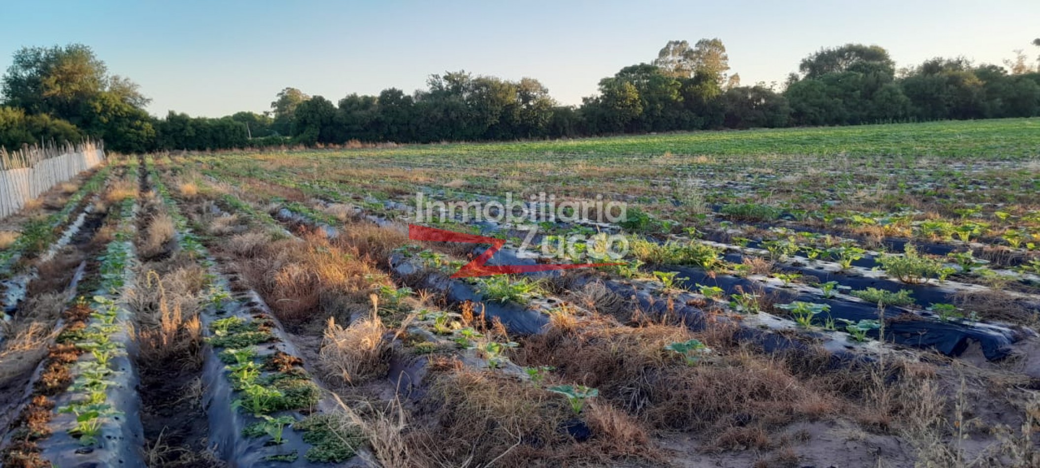 VENTA: 6 HA. DE CAMPO EN CORONDA - Ref. 1142