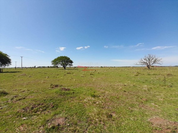 VENTA: 7 Ha. DE CAMPO SOBRE ASFALTO EN CORONDA - Ref. 1015