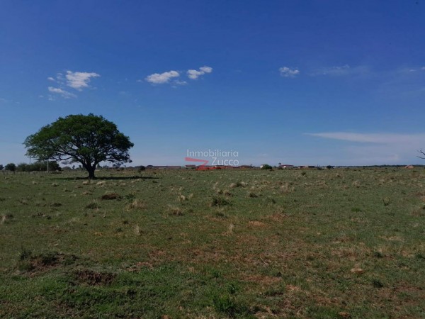 VENTA: 7 Ha. DE CAMPO SOBRE ASFALTO EN CORONDA - Ref. 1015