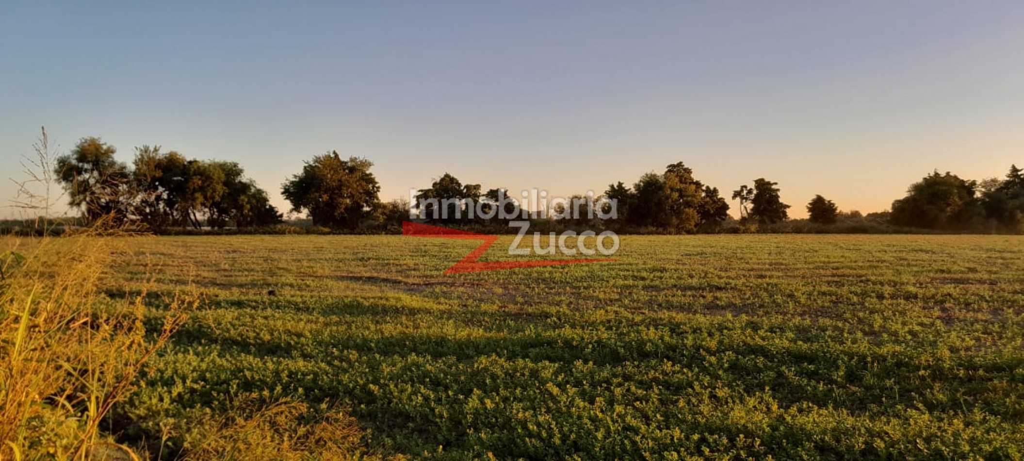 VENTA: 6 HA. DE CAMPO EN CORONDA - Ref. 1142