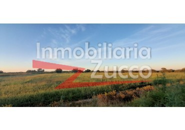 VENTA: 8 HA. DE CAMPO MIXTO EN CORONDA - Ref. 1141