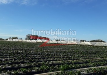 VENTA: 42 HA. DE QUINTA SOBRE EL RIO CORONDA - Ref. 409