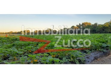 VENTA: 6 HA. DE CAMPO EN CORONDA - Ref. 1142